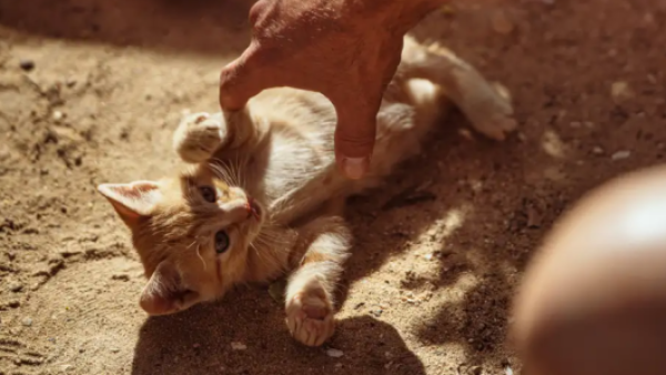 Los países con más gatos son más felices, aunque hay un giro