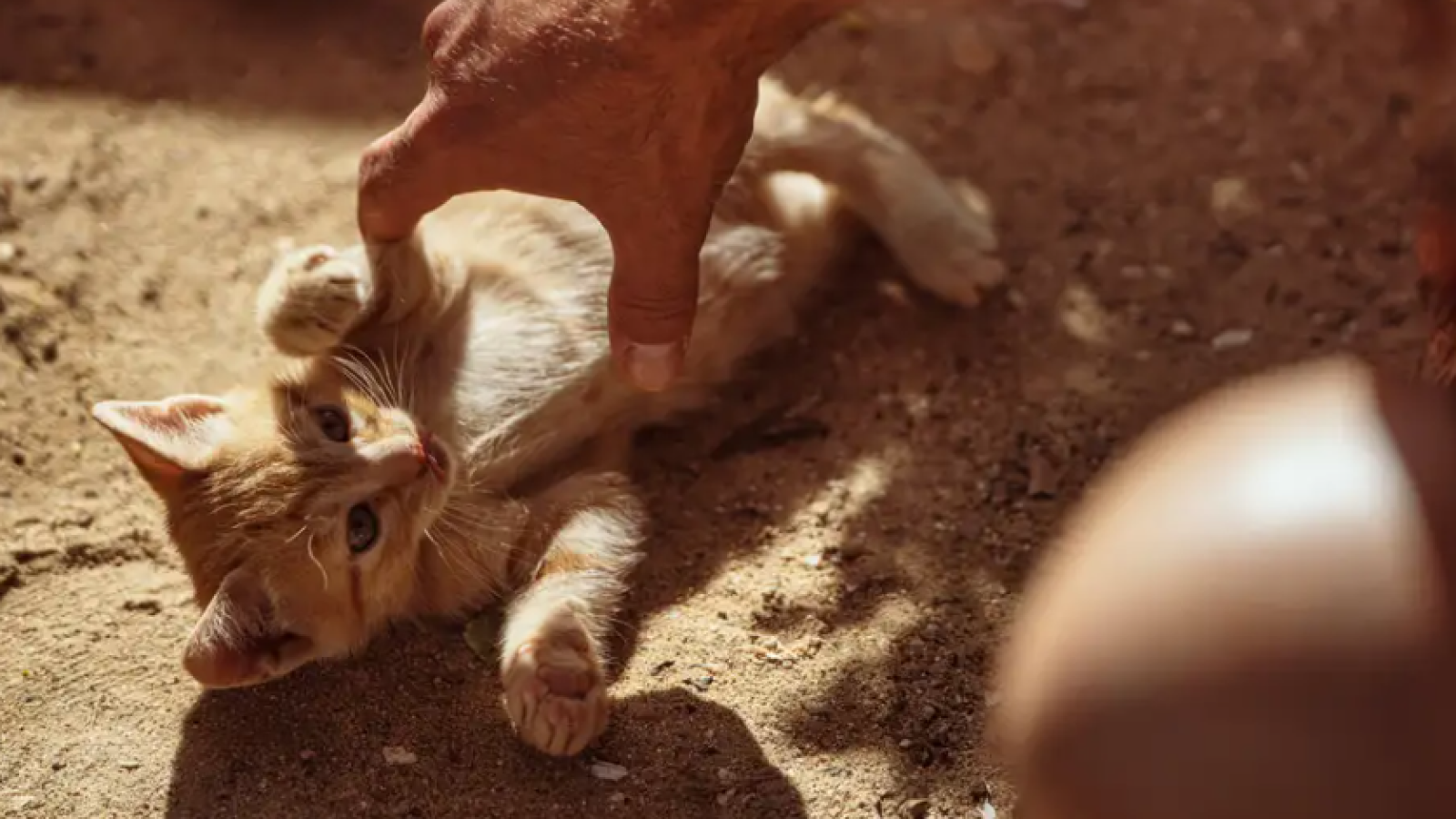 Los países con más gatos son más felices, aunque hay un giro
