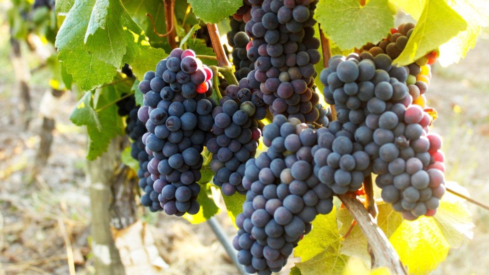 Así se prepara el mundo del vino para la temporada 2027
