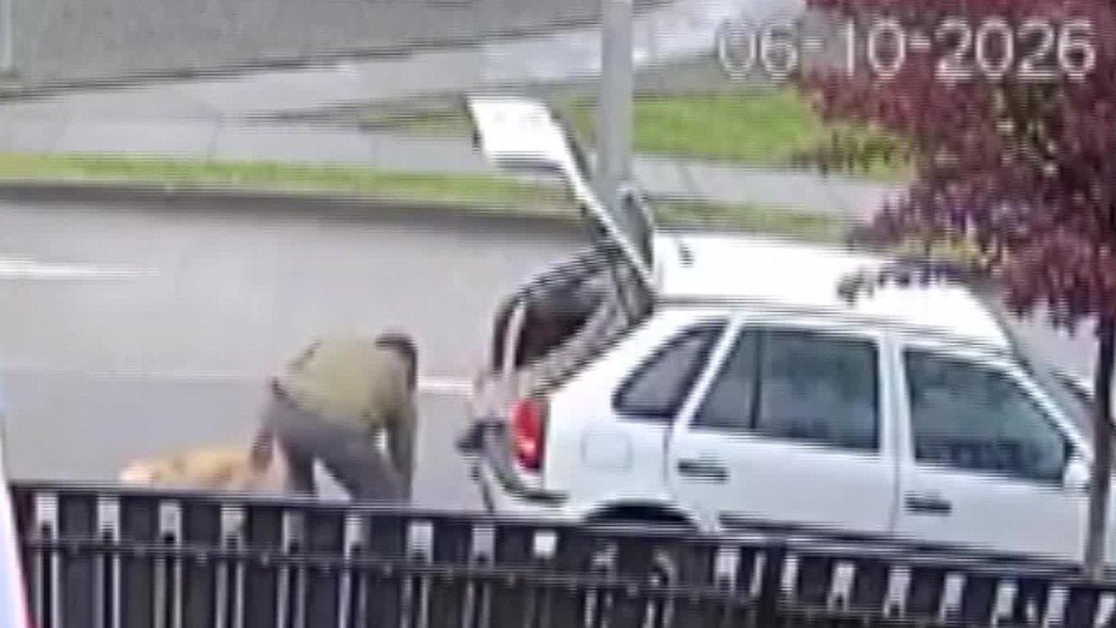 Video: Captan indignante abandono de perrito en plena calle
