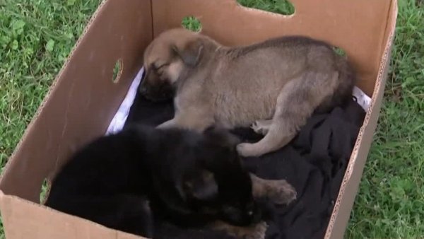 Sin corazón: Abandonan a cachorros afuera de jardín infantil