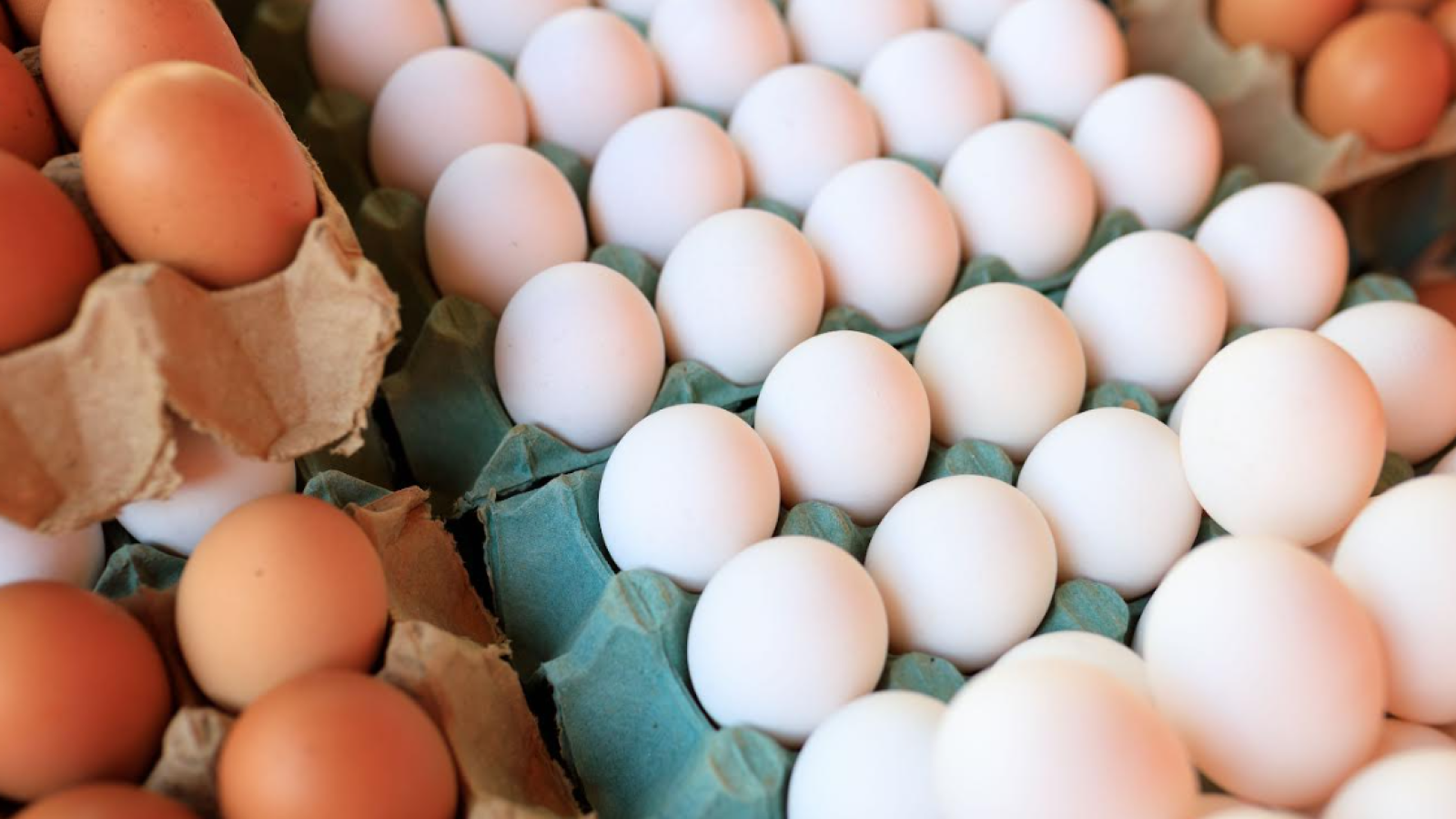 Día del Huevo: ¿En qué condiciones producen las gallinas?
