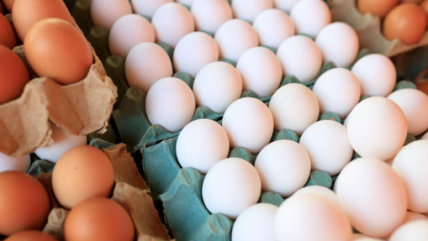 Día del Huevo: ¿En qué condiciones producen las gallinas?
