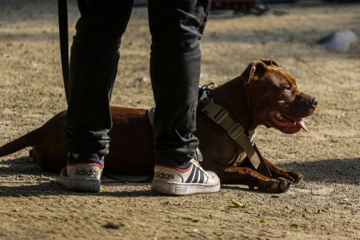 Aluvión en Las Condes: cómo proteger la salud de las mascotas tras la emergencia