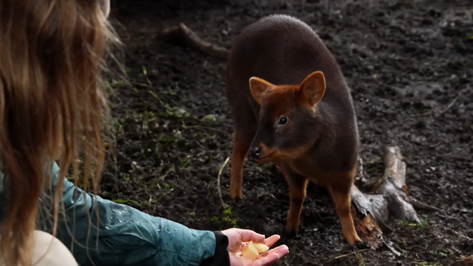 Chilco, el pudú ciego y el impresionante trabajo para resguardar la fauna chilota
