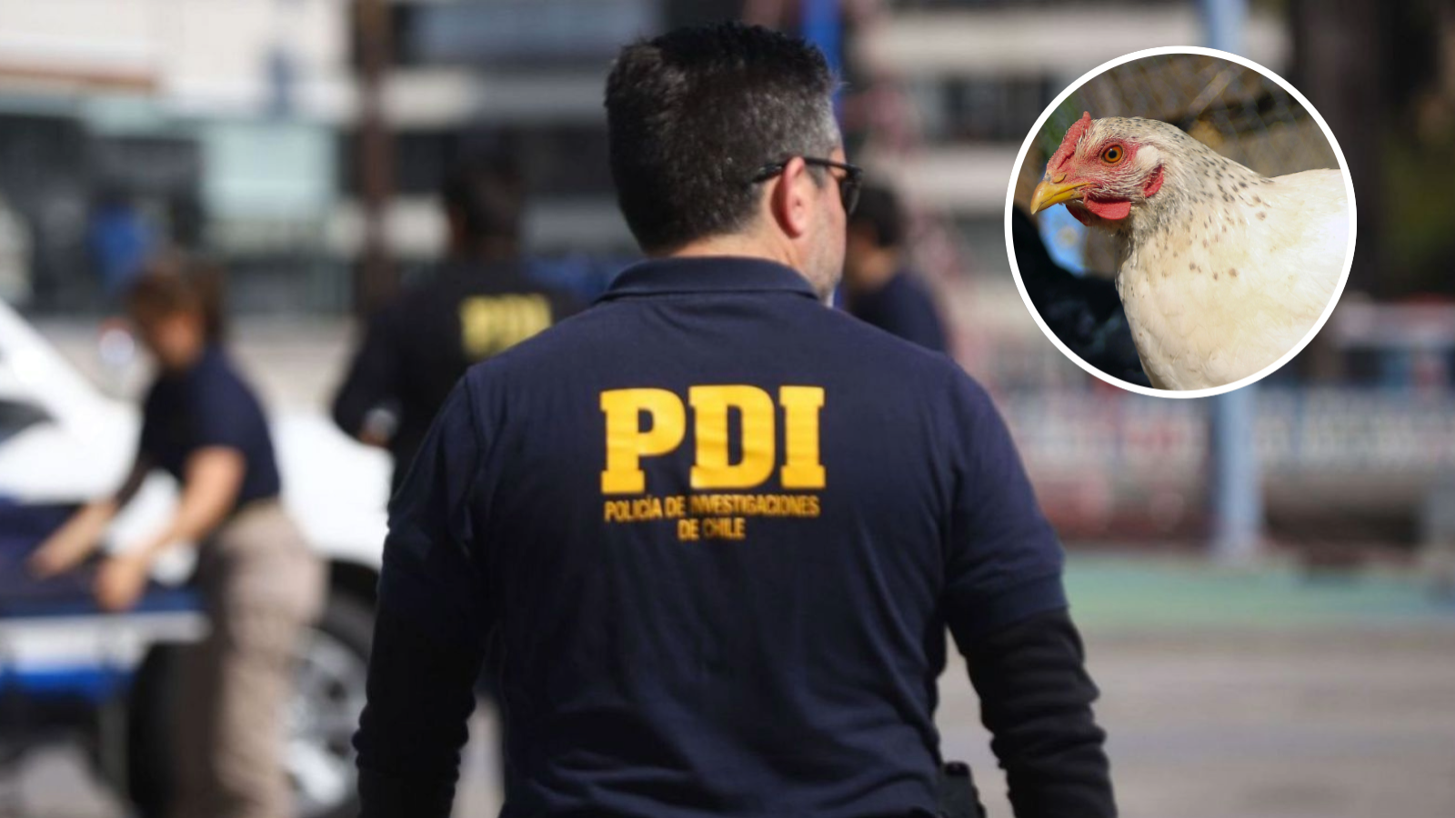 <p>Hombre muere tras intentar robar una gallina: Dueño de casa de 73 años lo abatió y será formalizado</p>
