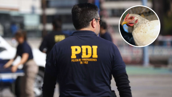 <p>Hombre muere tras intentar robar una gallina: Dueño de casa de 73 años lo abatió y será formalizado</p>
