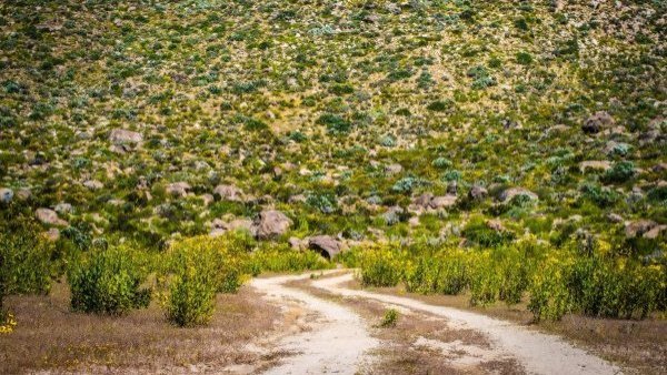 ¿Planes de viajar al Desierto Florido? Revisa los precios y destinos para visitar el fenómeno en bus
