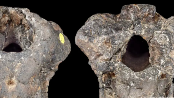 Un dinosaurio desconocido pasó más de 100 años olvidado en un cajón