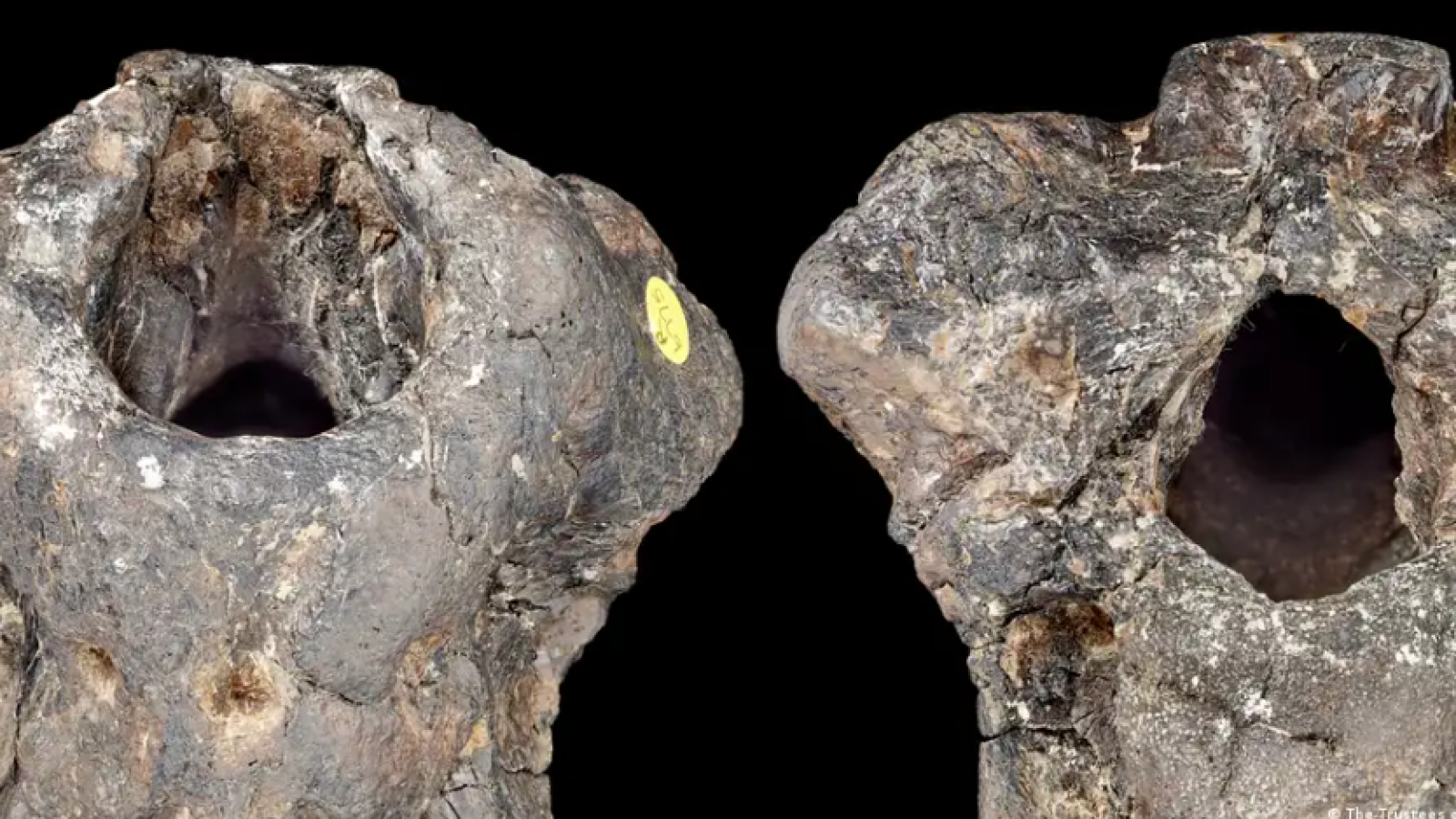 Un dinosaurio desconocido pasó más de 100 años olvidado en un cajón
