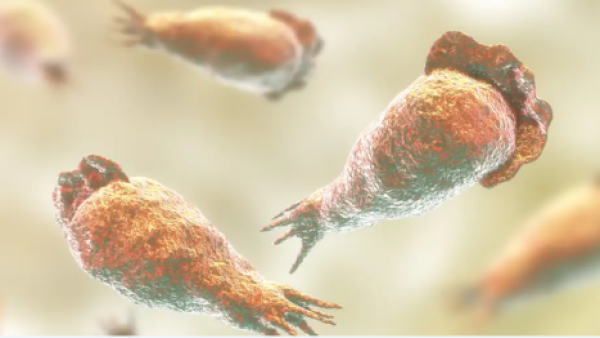Lo que hay que saber sobre las amebas "comecerebros"