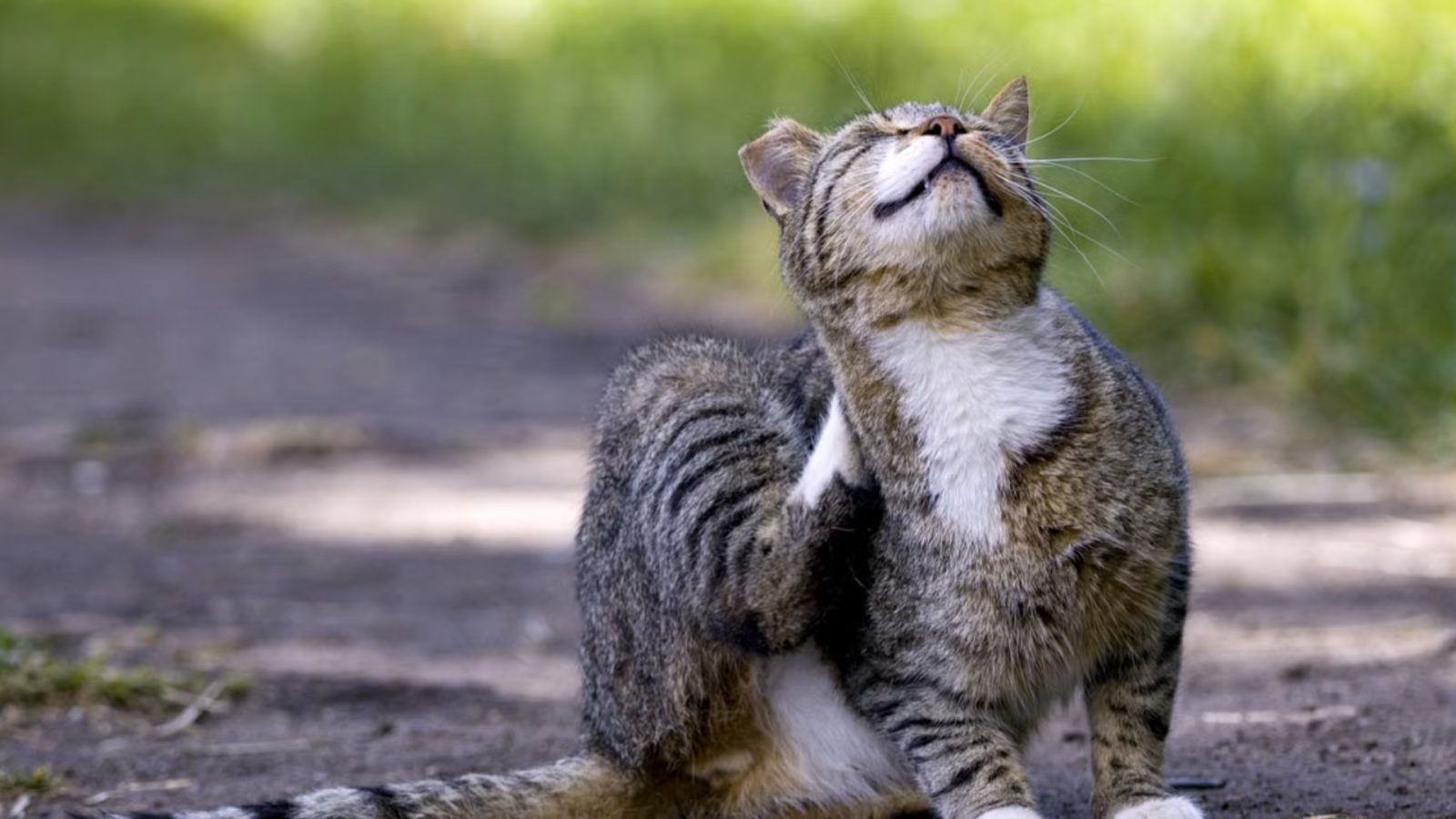 Ellos también sufren: Las señales que evidencian alergias en mascotas durante la primavera
