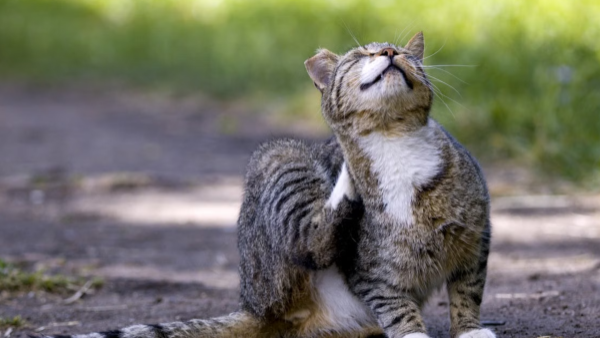 Ellos también sufren: Las señales que evidencian alergias en mascotas durante la primavera