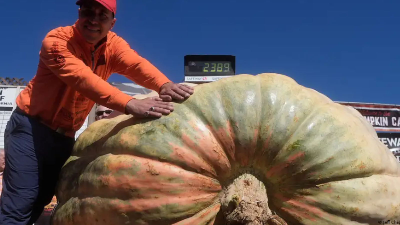 La calabaza imposible ya es real y pesa más que un coche
