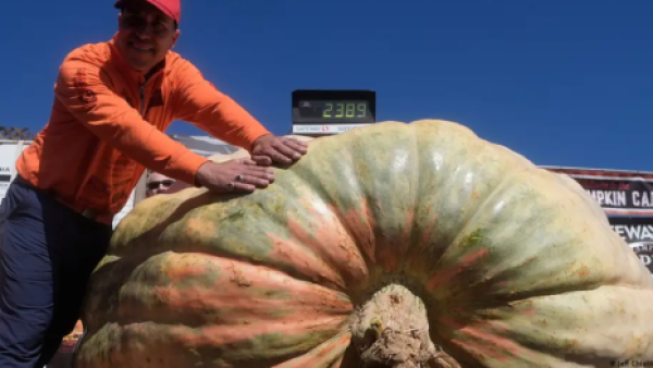 La calabaza imposible ya es real y pesa más que un coche