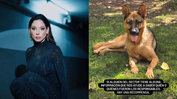 Kel Calderón denuncia envenenamiento de sus perros y ofrece $1 millón de recompensa