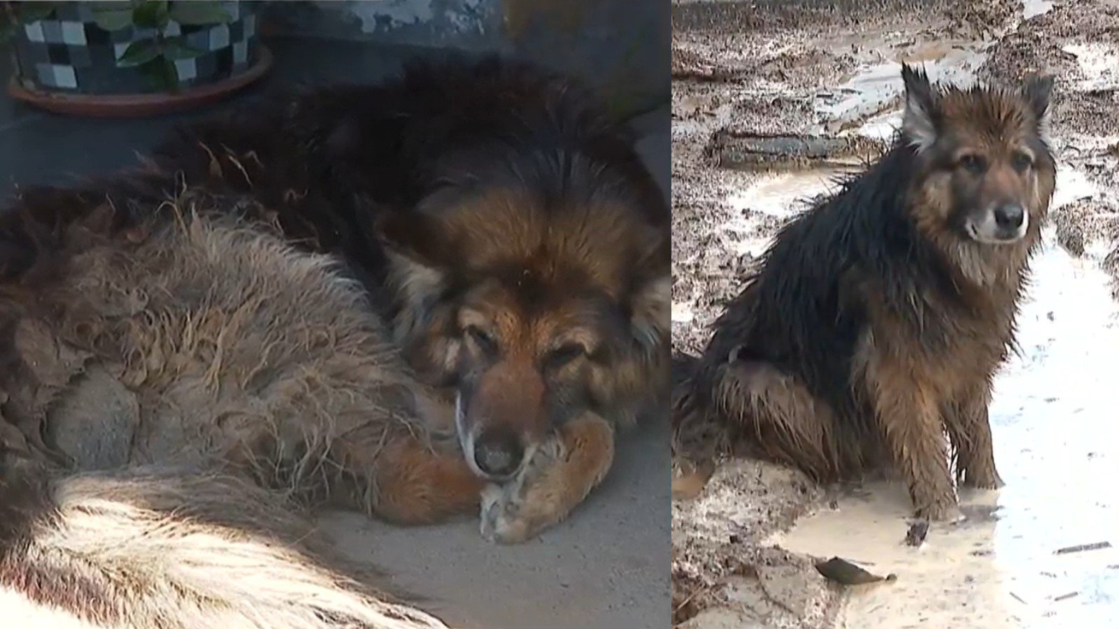Perrita está a salvo luego de sufrir las consecuencias de aluvión en Concepción
