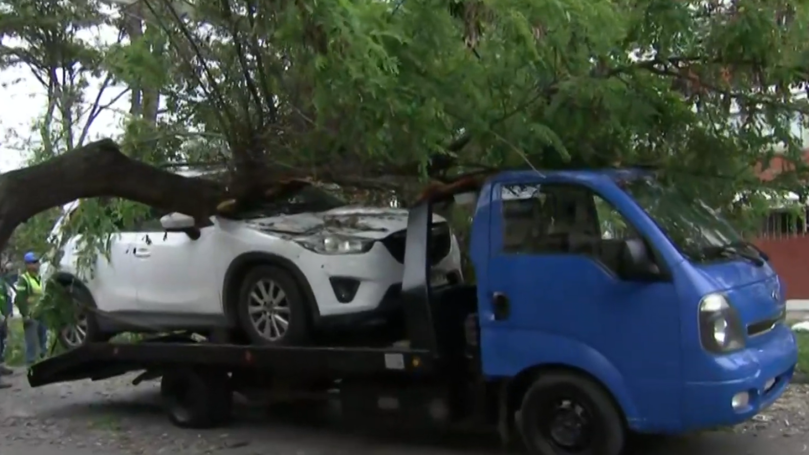 ¡El colmo de la mala suerte! Llamó a una grúa y árbol cayó encima de su auto
