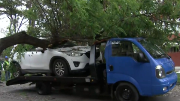 ¡El colmo de la mala suerte! Llamó a una grúa y árbol cayó encima de su auto