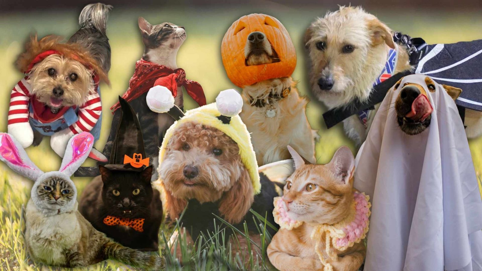Para evitar un susto: Cómo celebrar y proteger a tus mascotas este Halloween
