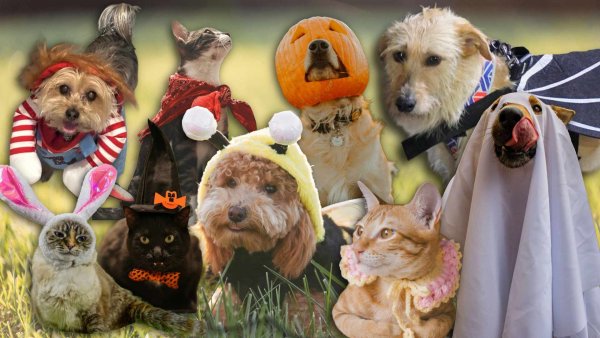 Para evitar un susto: Cómo celebrar y proteger a tus mascotas este Halloween