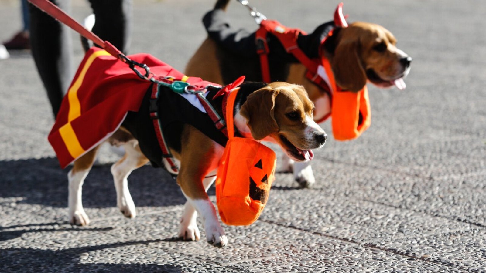 ¿Dulce o paraguas?: Revisa a qué hora lloverá este sábado para Halloween
